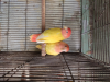 Running Lovebird Pair